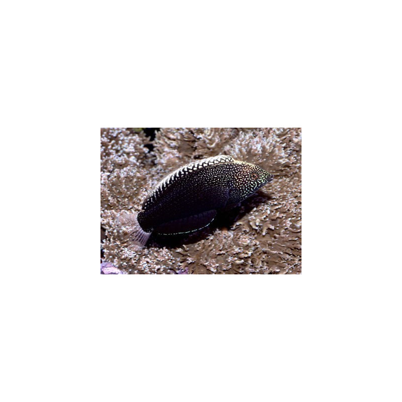 Macropharyngodon Negrosensis * : 5-7 cm